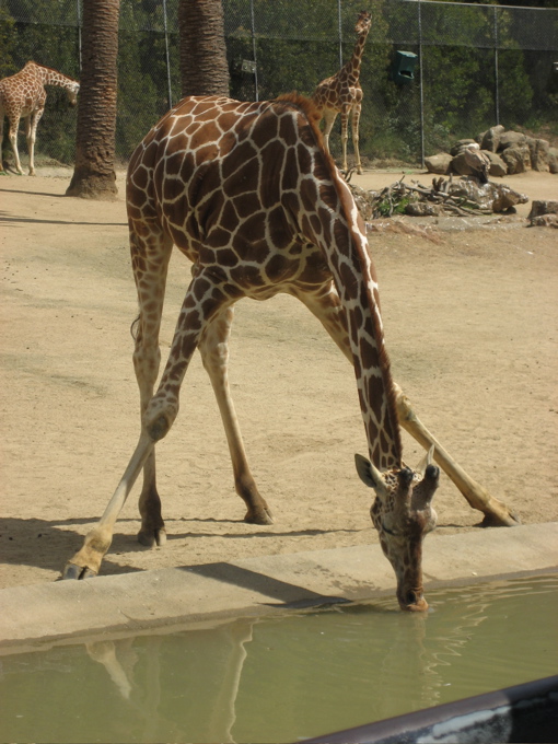 giraffedrinking.jpg
